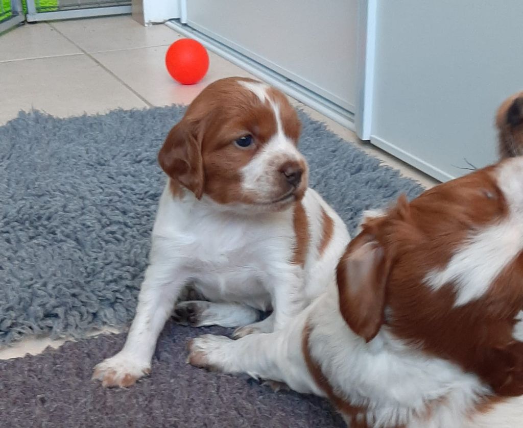 Easy Lover - Chiot disponible  - Epagneul Breton