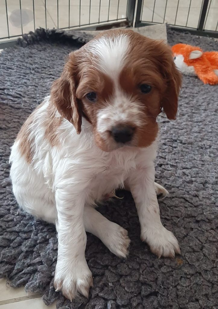 Easy Lover - Chiot disponible  - Epagneul Breton