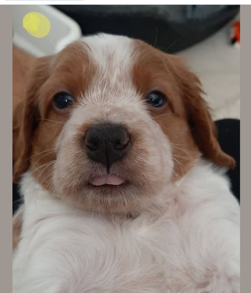 Easy Lover - Chiot disponible  - Epagneul Breton