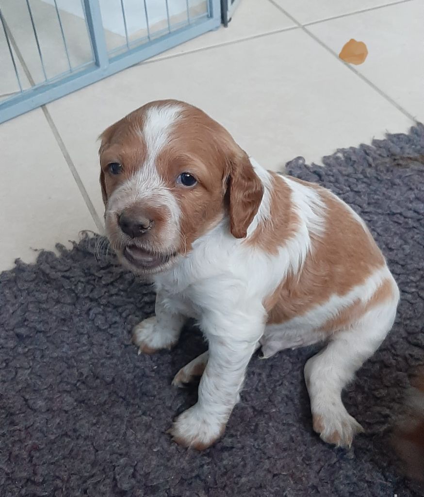 Easy Lover - Chiot disponible  - Epagneul Breton