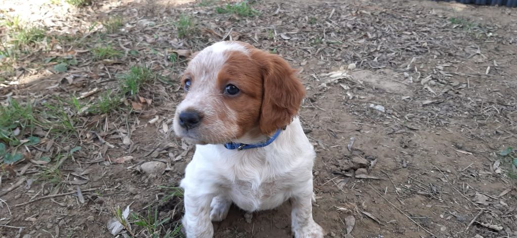 Easy Lover - Chiot disponible  - Epagneul Breton