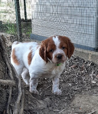 CHIOT col. vert foncé 