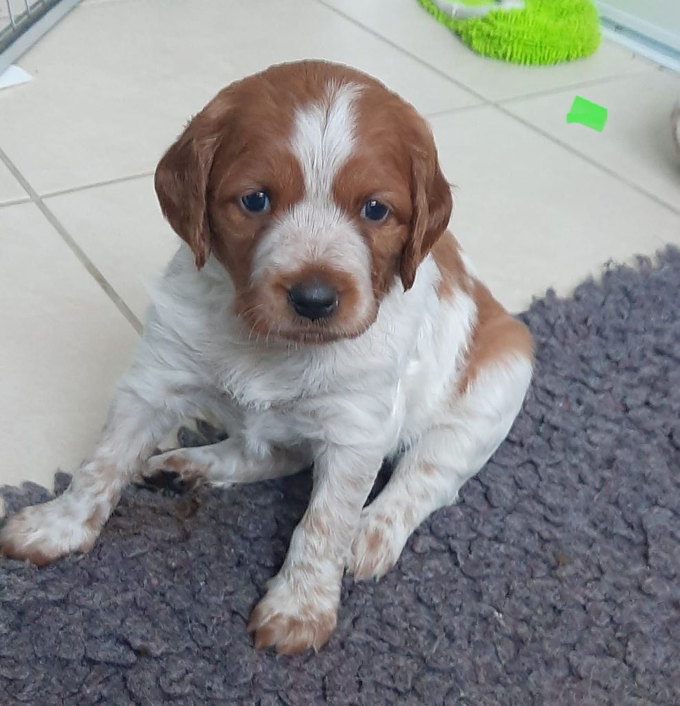 Easy Lover - Chiot disponible  - Epagneul Breton