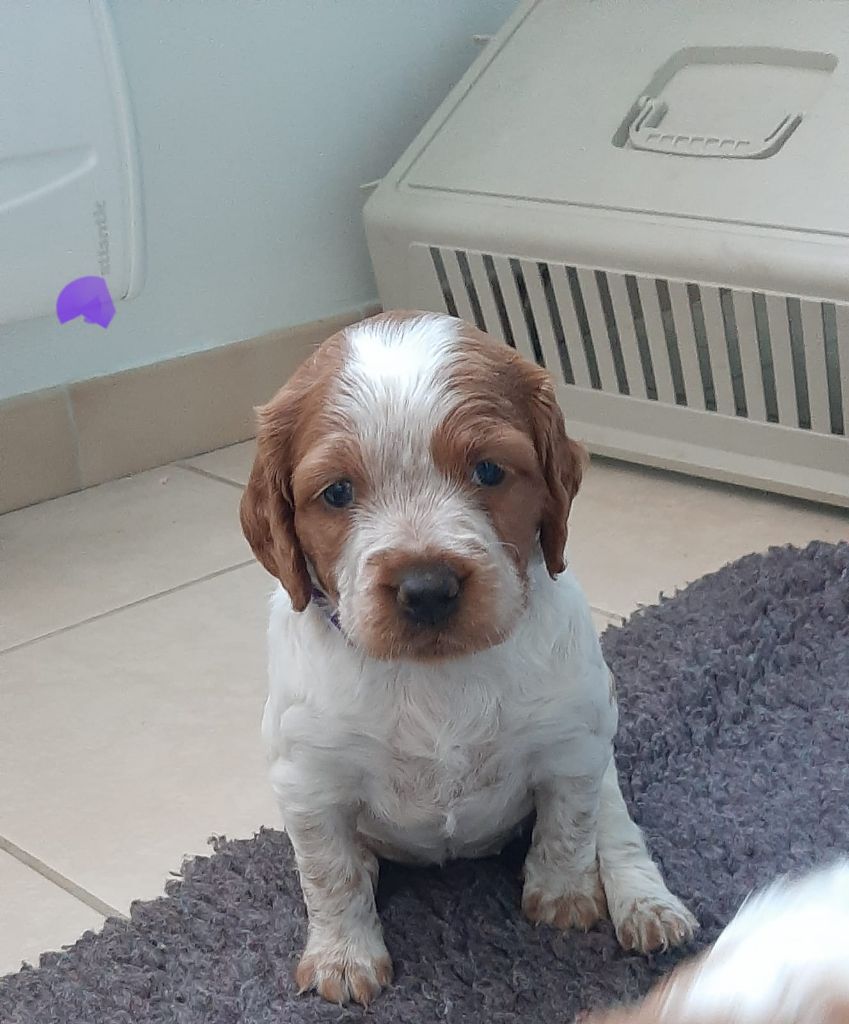 Easy Lover - Chiot disponible  - Epagneul Breton