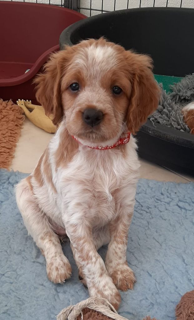 Easy Lover - Chiot disponible  - Epagneul Breton