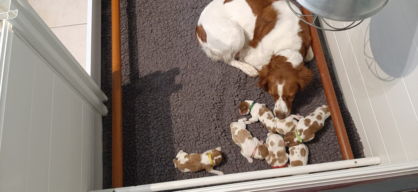 6 magnifiques chiots sont nés le 12/01/2026