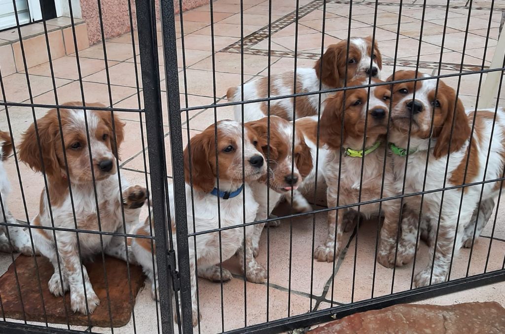 Nous avons des chiots disponibles 