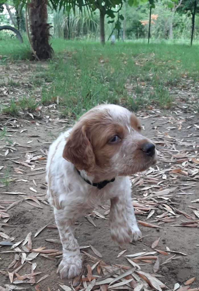 Easy Lover - Chiots disponibles - Epagneul Breton