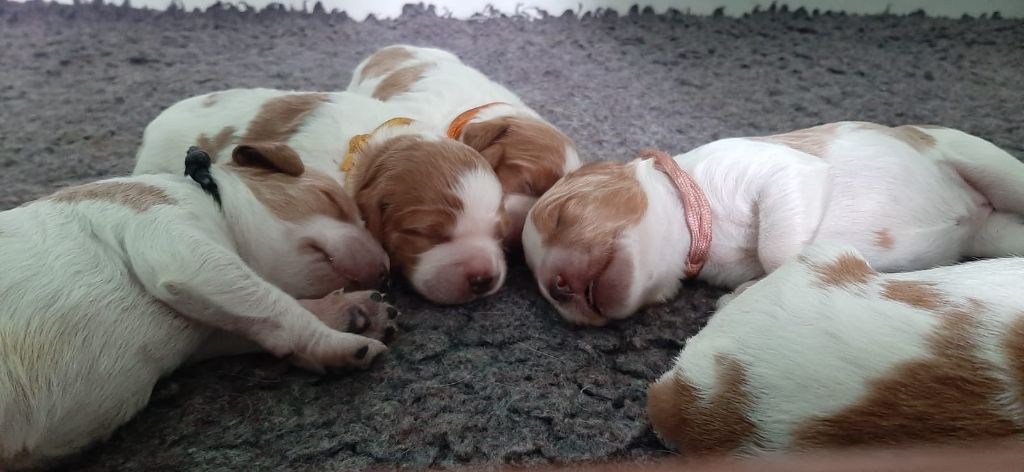 Easy Lover - Chiots disponibles - Epagneul Breton