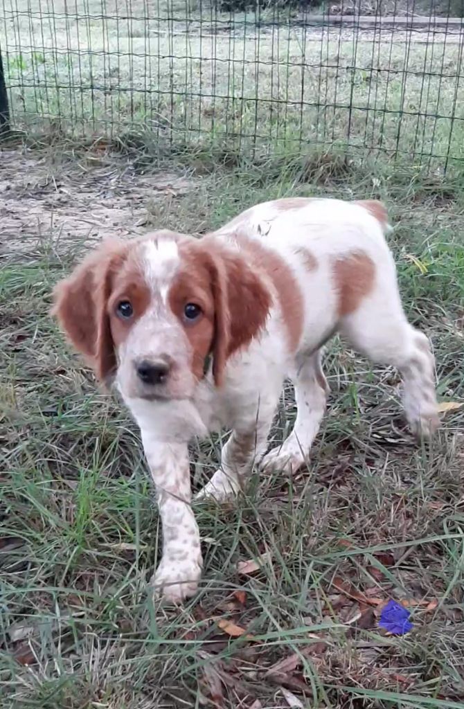 Easy Lover - Chiots disponibles - Epagneul Breton