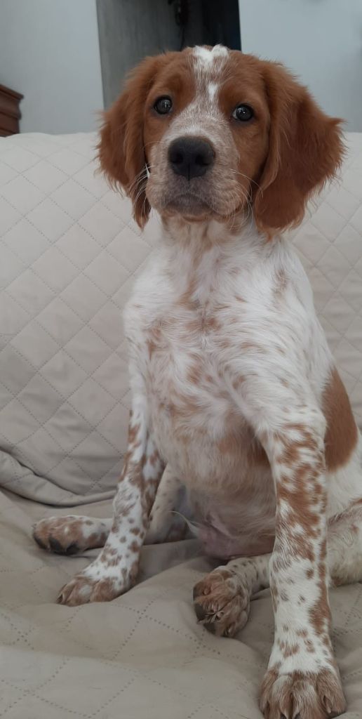 Easy Lover - Epagneul Breton - Portée née le 18/07/2025