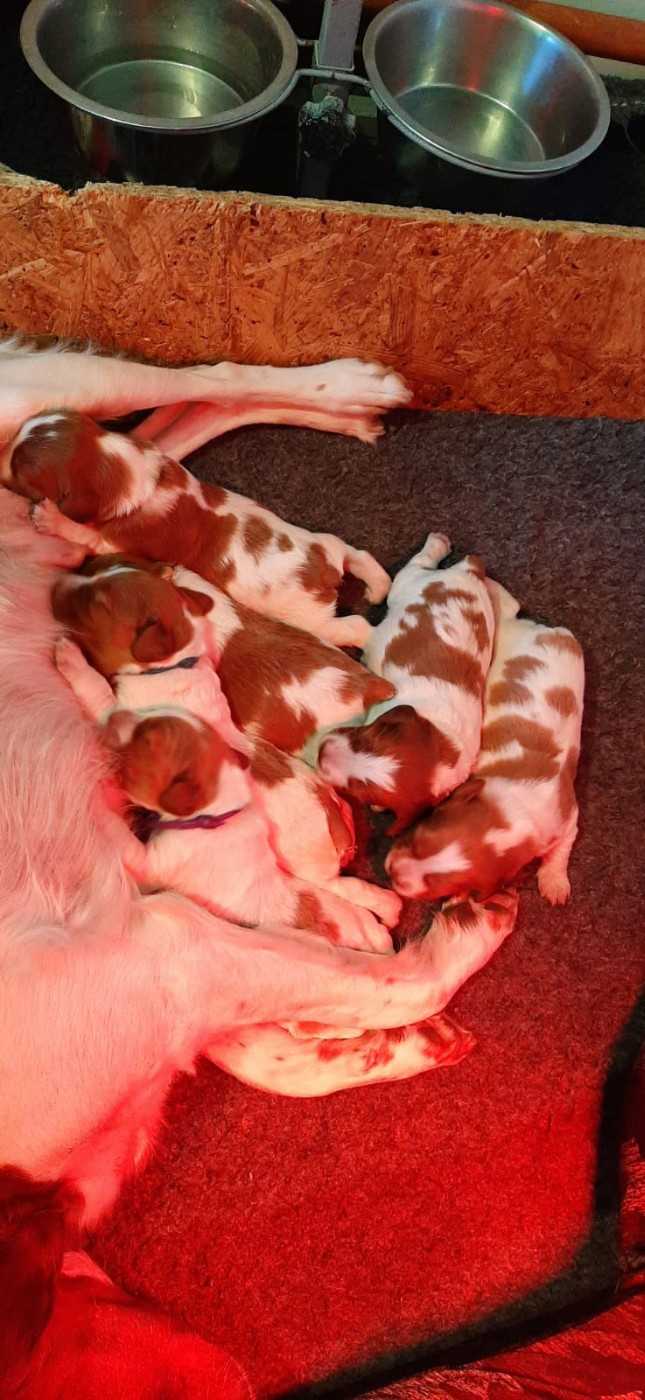 Easy Lover - Chiots disponibles - Epagneul Breton