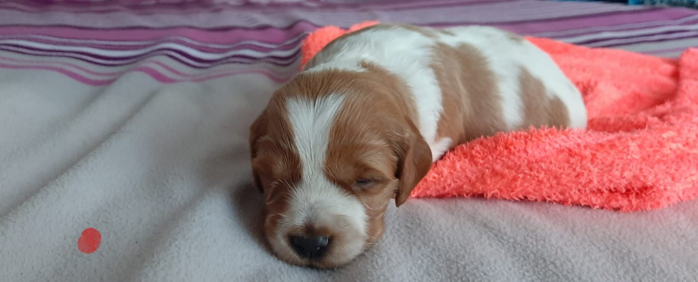 Easy Lover - Chiots disponibles - Epagneul Breton