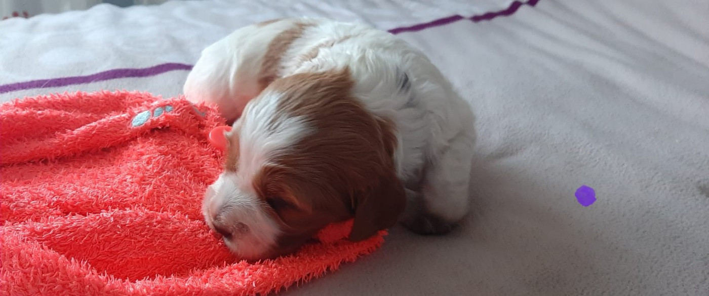 Easy Lover - Chiots disponibles - Epagneul Breton