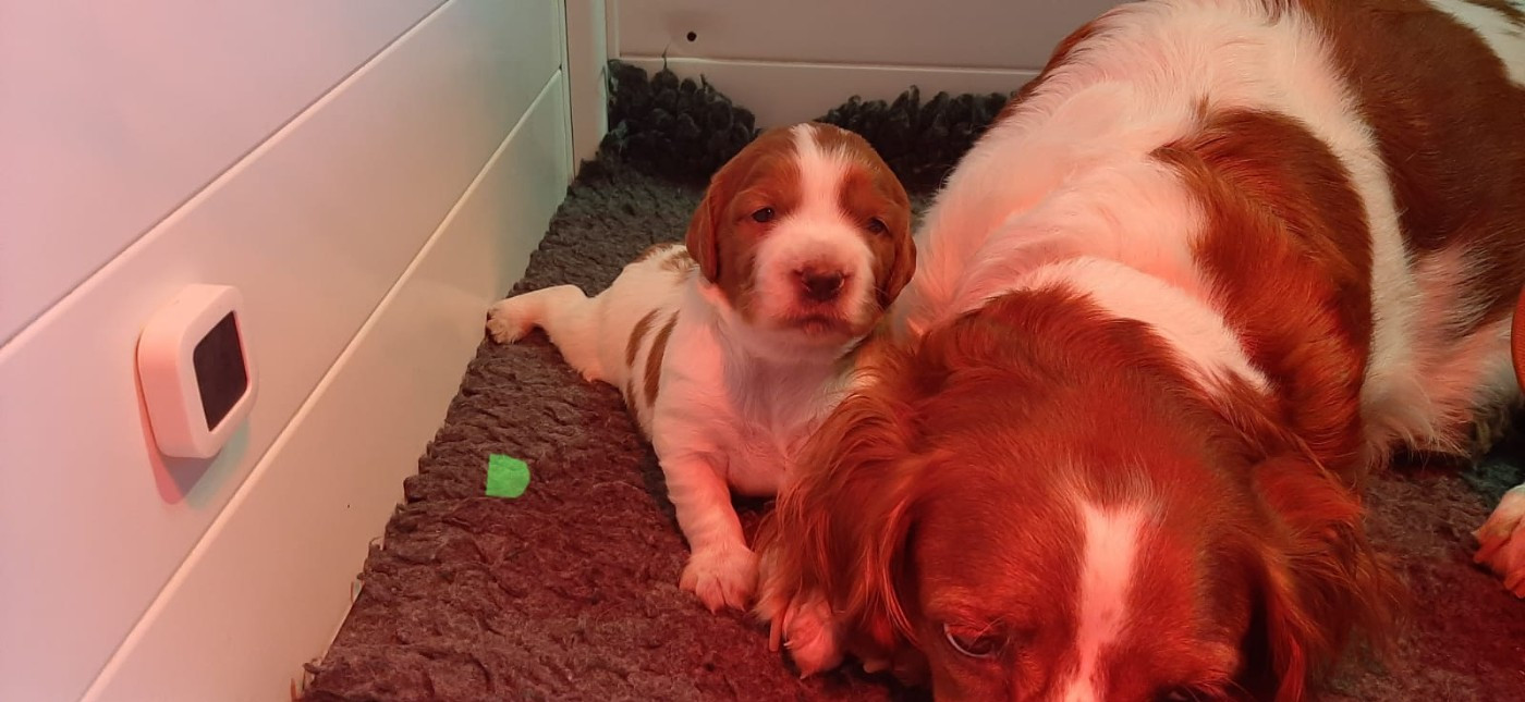 Easy Lover - Chiots disponibles - Epagneul Breton