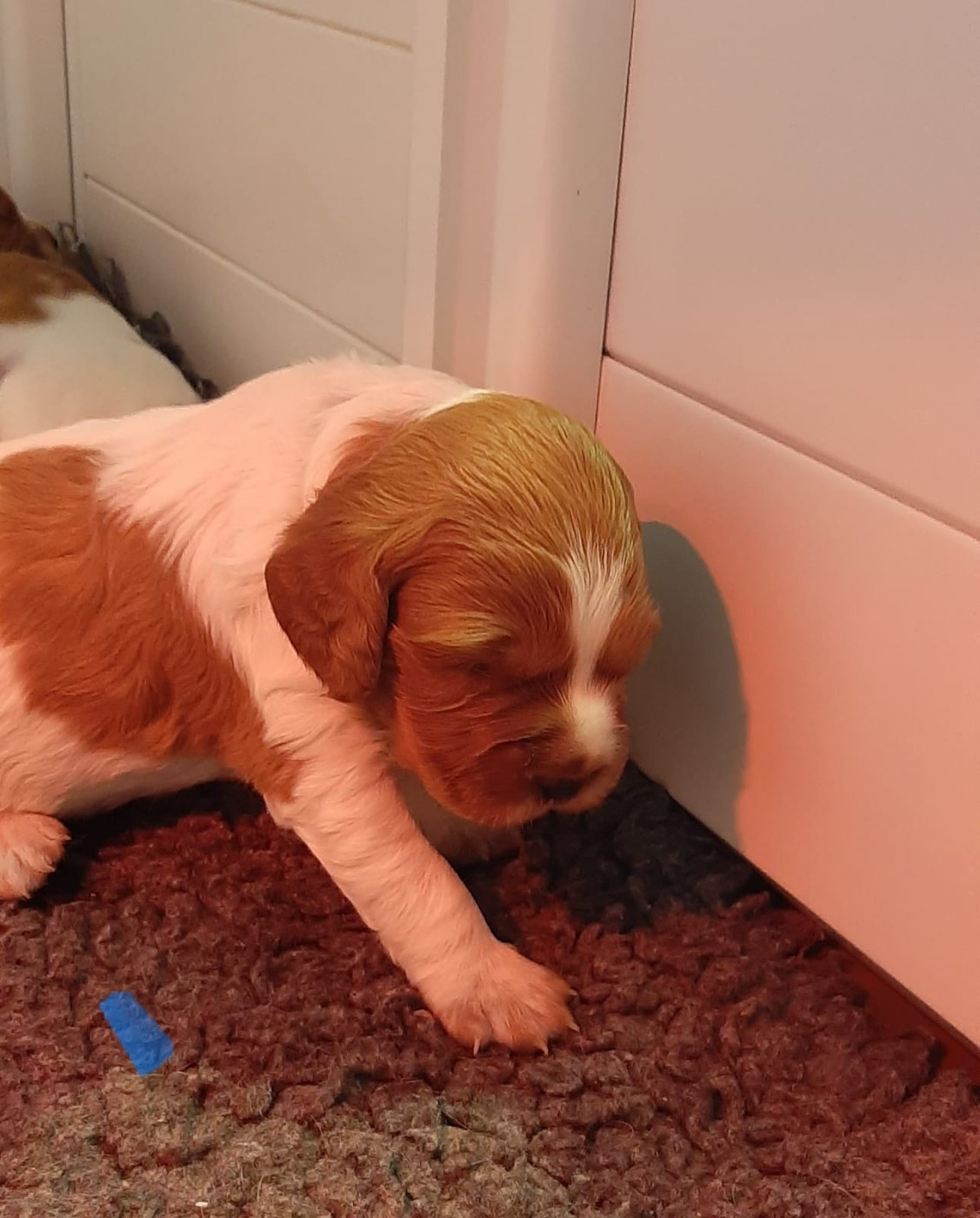 Easy Lover - Chiots disponibles - Epagneul Breton