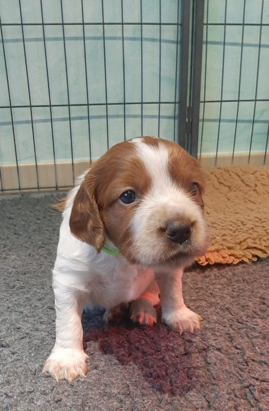 Easy Lover - Chiots disponibles - Epagneul Breton