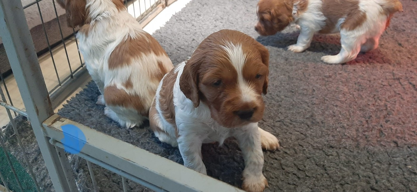 Easy Lover - Chiots disponibles - Epagneul Breton
