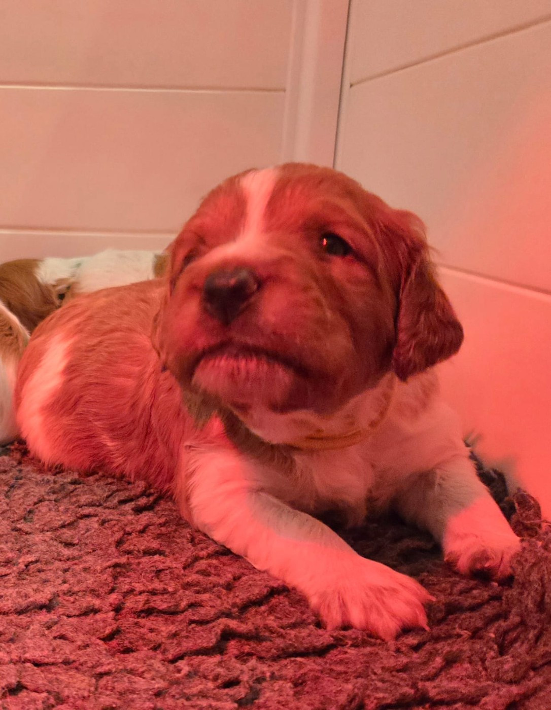 Easy Lover - Epagneul Breton - Portée née le 12/01/2026