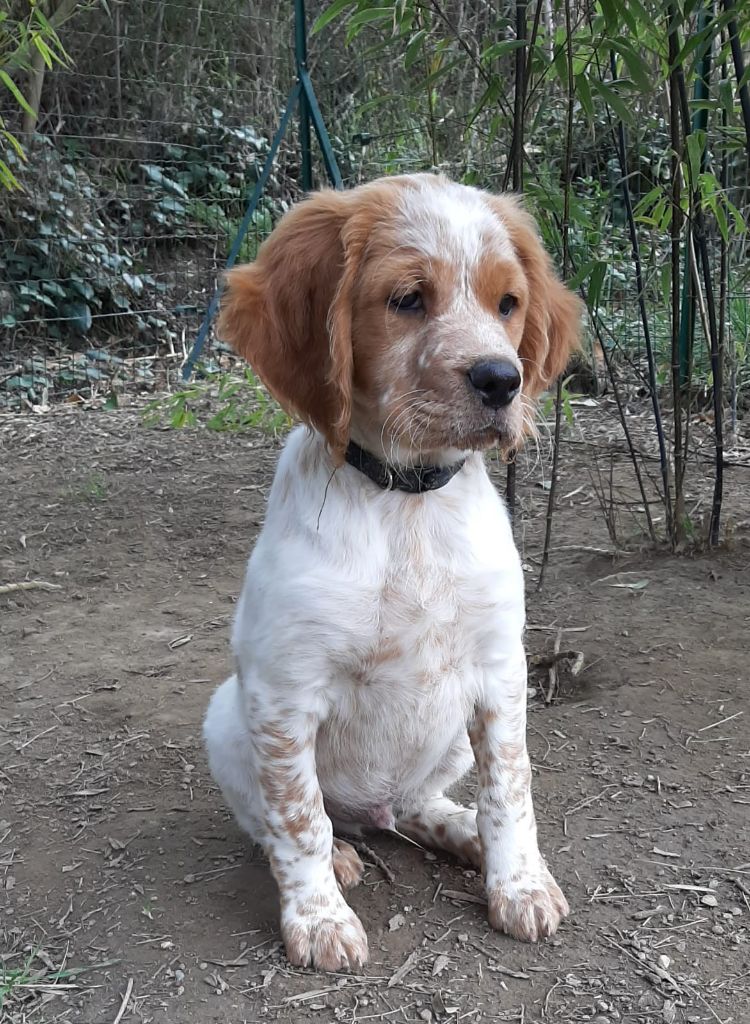 Easy Lover - Chiots disponibles - Epagneul Breton