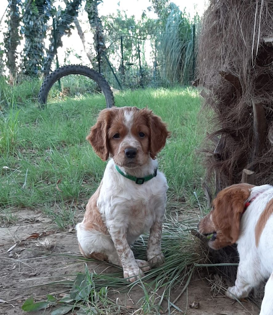 Easy Lover - Chiots disponibles - Epagneul Breton