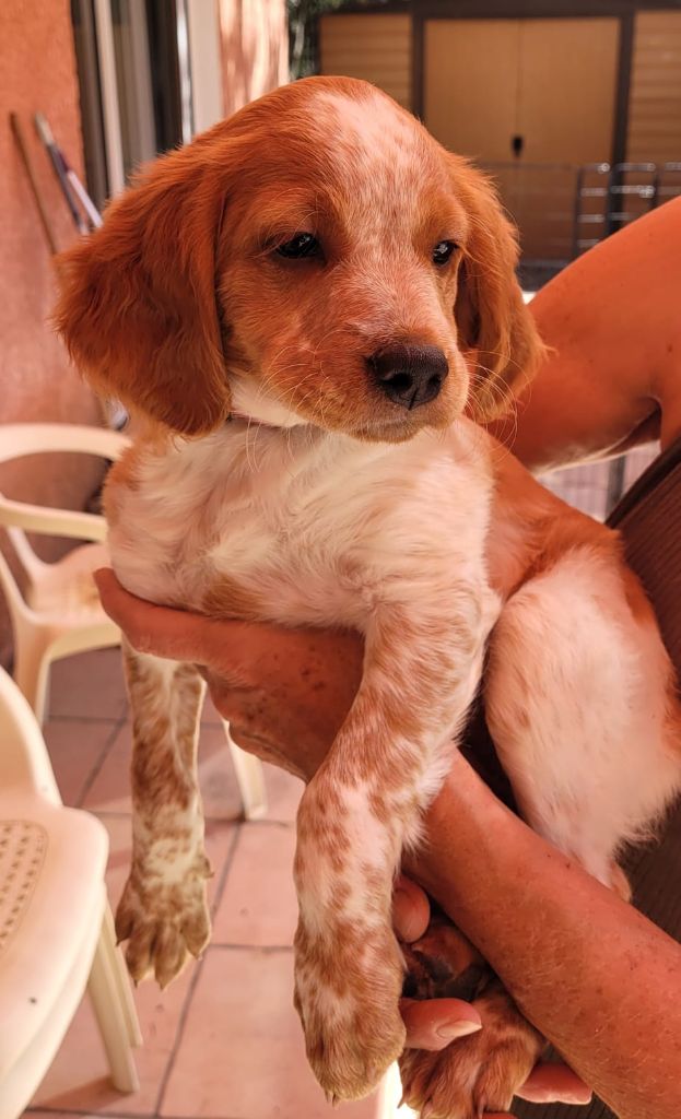 Easy Lover - Chiots disponibles - Epagneul Breton