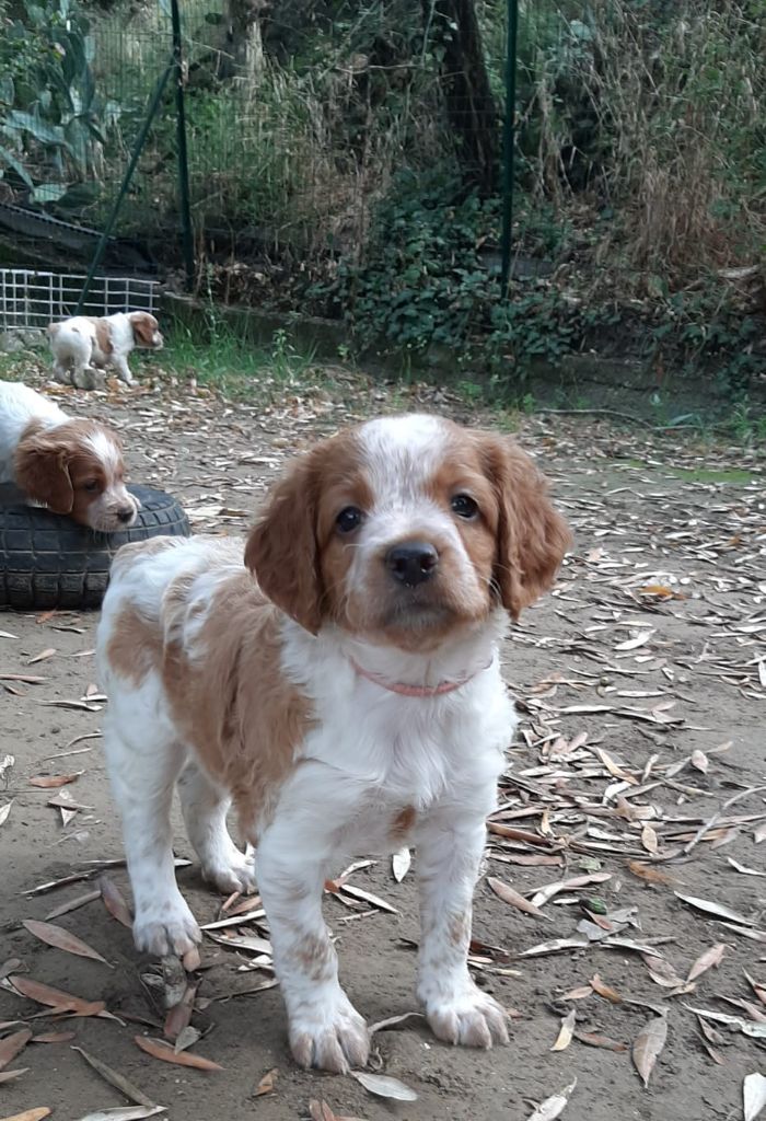 Easy Lover - Chiots disponibles - Epagneul Breton