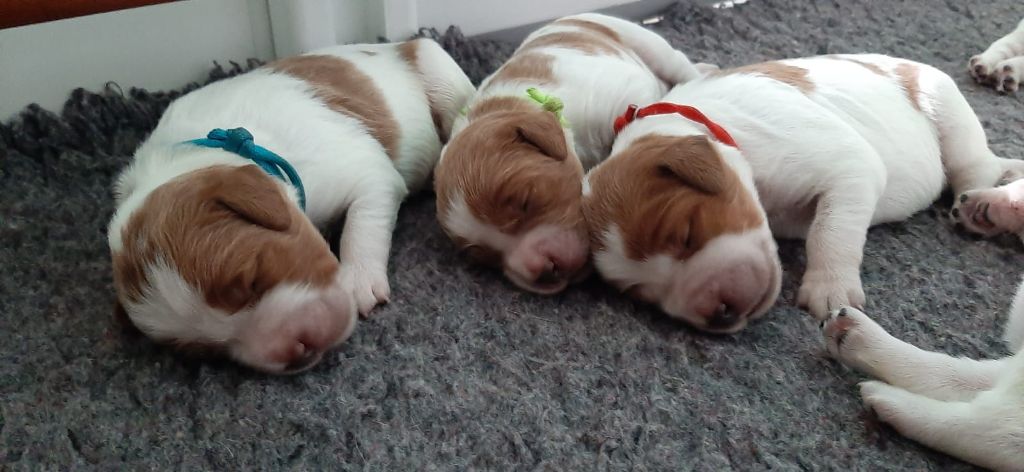 Easy Lover - Chiots disponibles - Epagneul Breton
