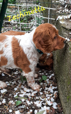 Collier bleu/ Zecchinetta mon petit corse