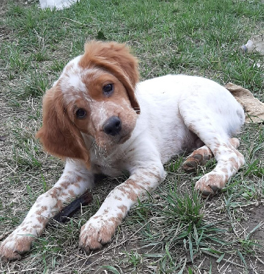 CHIOT col. noir