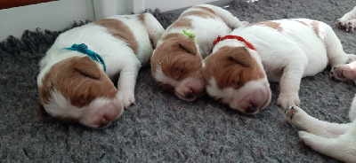 CHIOT 1