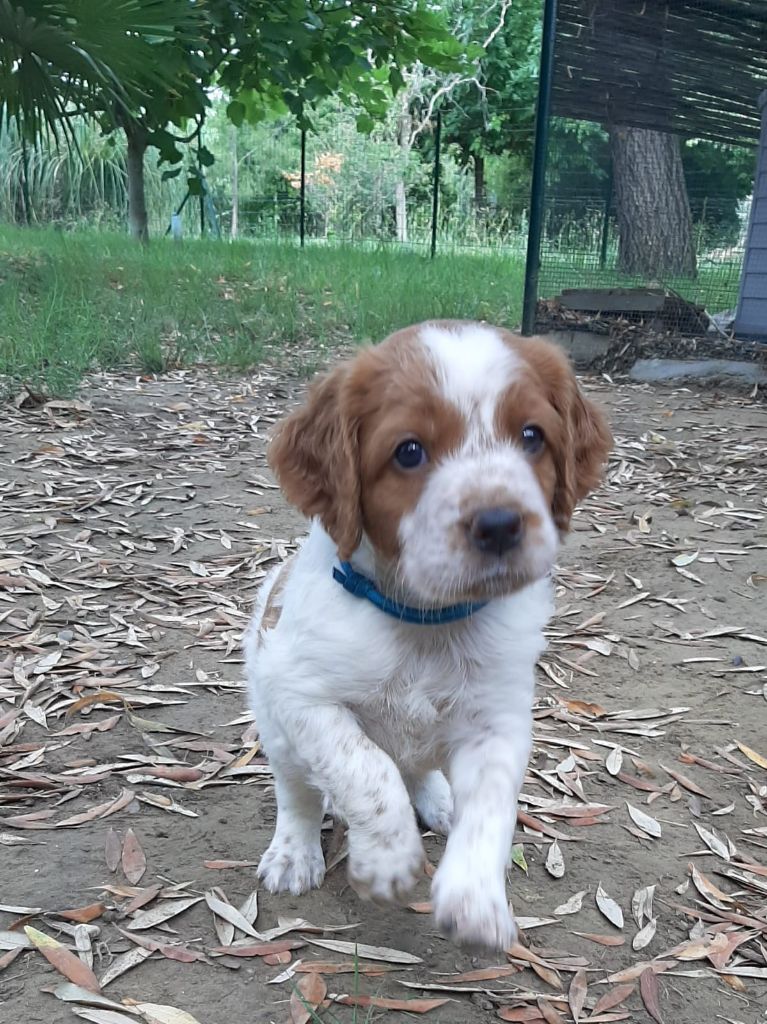 Easy Lover - Chiots disponibles - Epagneul Breton