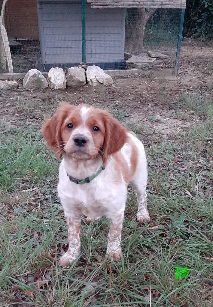 Easy Lover - Chiots disponibles - Epagneul Breton